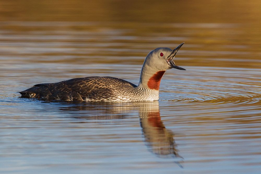 Red-throated Loon Calling